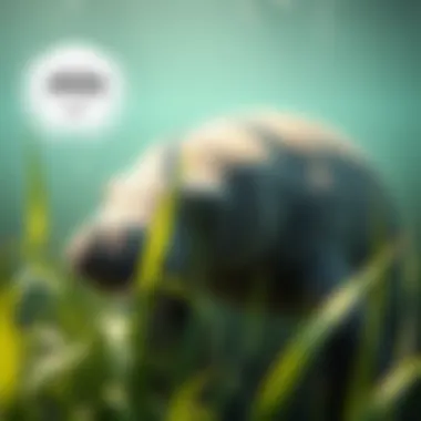 Manatee Grazing on Seagrass A manatee grazing on seagrass in a lush underwater habitat.