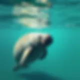 A serene manatee swimming gracefully in crystal clear waters.