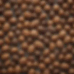 Close-up of dormant seeds showcasing their unique characteristics