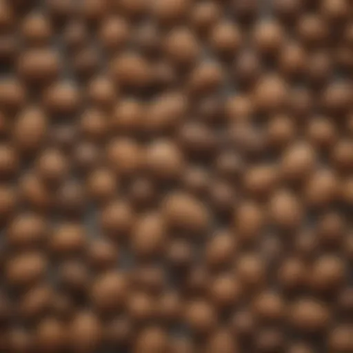 Close-up of dormant seeds showcasing their unique characteristics