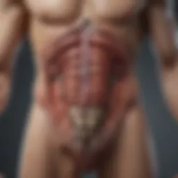 Illustration depicting anatomical variations in size