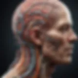 Neuroanatomy illustrating connection between MS and memory