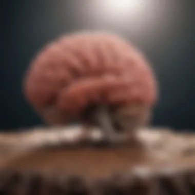 Enhancing Brain Functions with Exercise Brain functions enhanced through physical activity