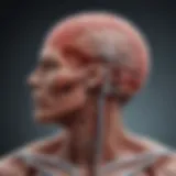Conceptual illustration of inflammation affecting the nervous system