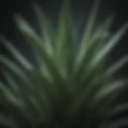 Aloe Vera plant with fresh leaves showcasing its healing properties