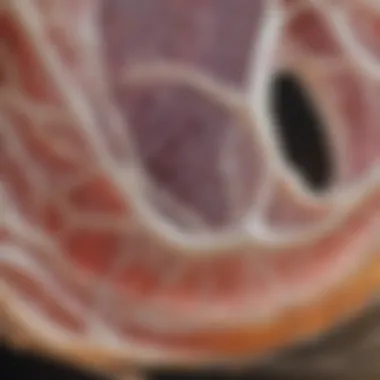 Illustration of collagen's role in bone matrix formation