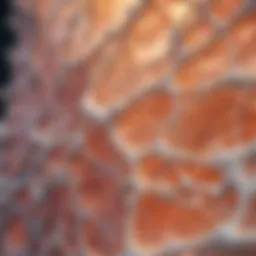 Schematic representation of collagen structure in bone
