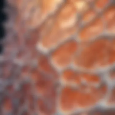 Schematic representation of collagen structure in bone