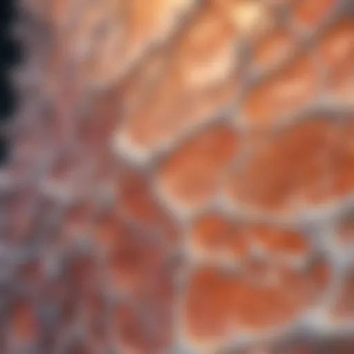 Schematic representation of collagen structure in bone