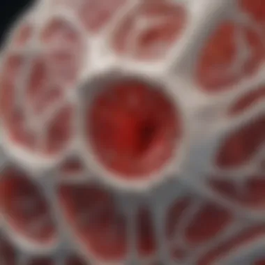 Visual of fracture healing mechanisms influenced by collagen