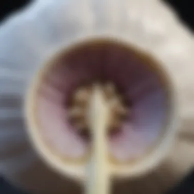 Garlic and Allicin: The Connection Illustration of garlic bulb with chemical structure of allicin