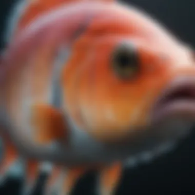 Nutritional Impact on Fish Health Close-up of a saltwater fish exhibiting vibrant colors