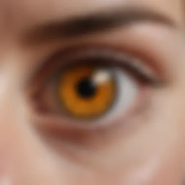Illustration of the eye emphasizing the macular region