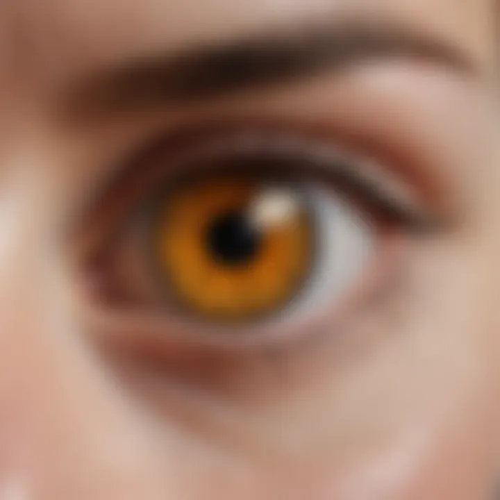 Illustration of the eye emphasizing the macular region