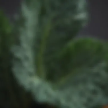 Close-up of vibrant green kale rich in lutein