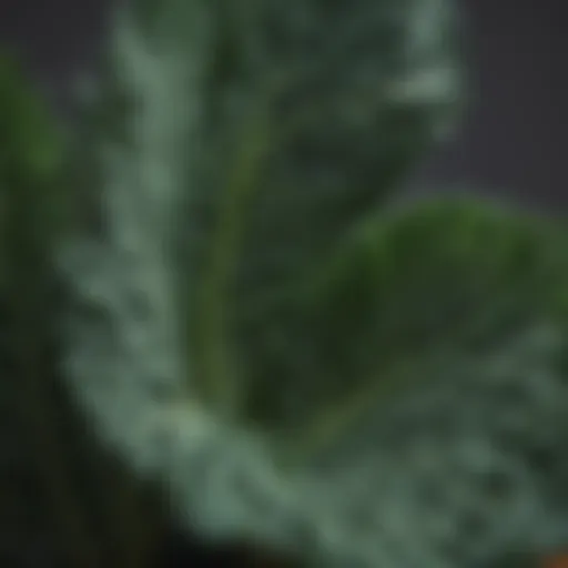 Close-up of vibrant green kale rich in lutein