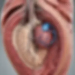 Illustration depicting the anatomy of the left ventricle