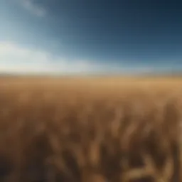 Vast golden wheat fields under a clear blue sky