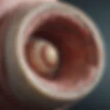 Detailed anatomical structure of the meniscus