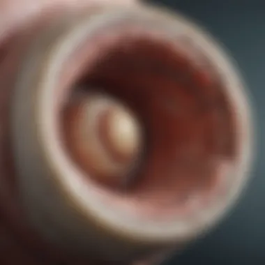 Anatomical Overview of the Meniscus Detailed anatomical structure of the meniscus