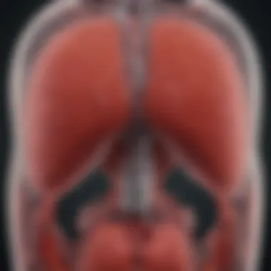 Graphic representation of the absorption process of alcohol in the bloodstream