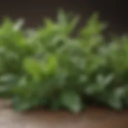 Close-up of fresh herbs known for combating bad breath