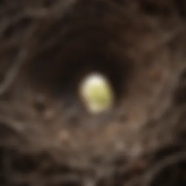 The Intricate Architecture of Ant Nests Intricate architecture of an ant nest