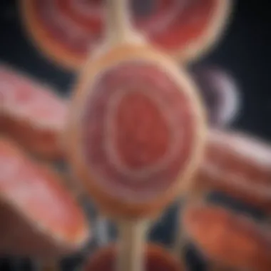 Protein synthesis process within bone marrow Diagram depicting protein synthesis in bone marrow