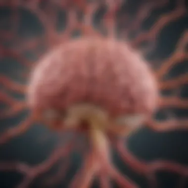 Diagram showing pathways related to cholesterol transport in the brain