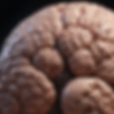 Visual representation of diagnostic methods for brain lesions