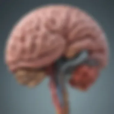 Anatomy of the Brain A detailed diagram illustrating the structure of the brain and its various regions.