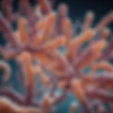 Illustration of the Clostridioides difficile bacteria under a microscope