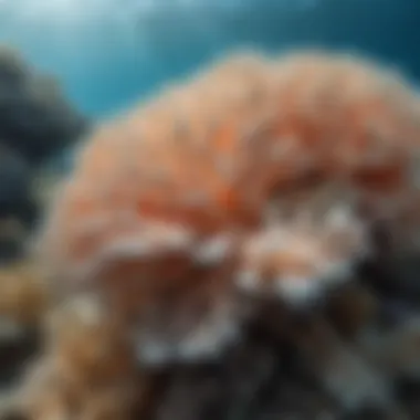 Impact of climate change on coral reefs, showing bleaching effects