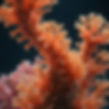 Close-up of coral polyps illustrating their biological structure
