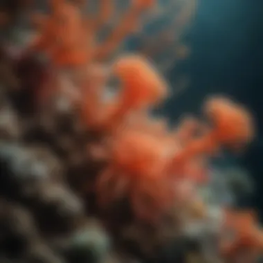 Illustration of symbiotic relationships between coral and marine organisms