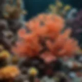 Vibrant coral reef ecosystem showcasing various coral species
