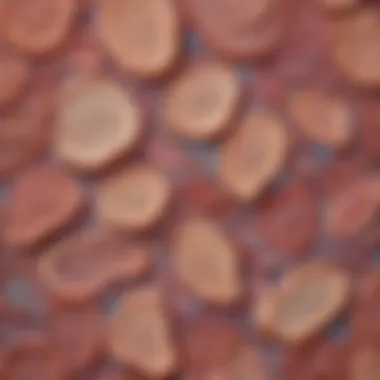 Diversity of Epithelial Tissues Diagram illustrating various types of epithelial tissues