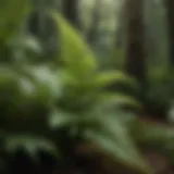 Diverse fern species in a lush green environment