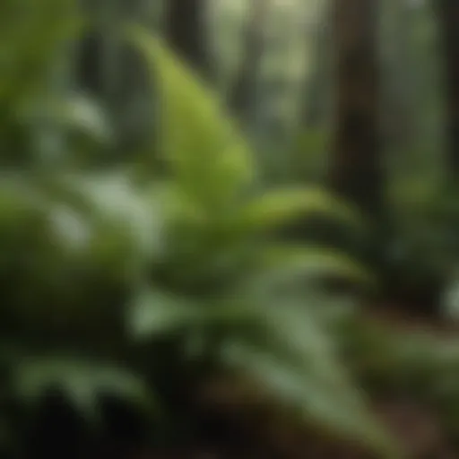Diverse fern species in a lush green environment