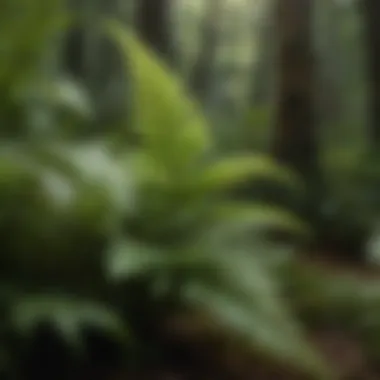 Diverse Fern Species Diverse fern species in a lush green environment