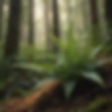 Ecological Significance of Ferns Ferns in an ecological setting demonstrating biodiversity