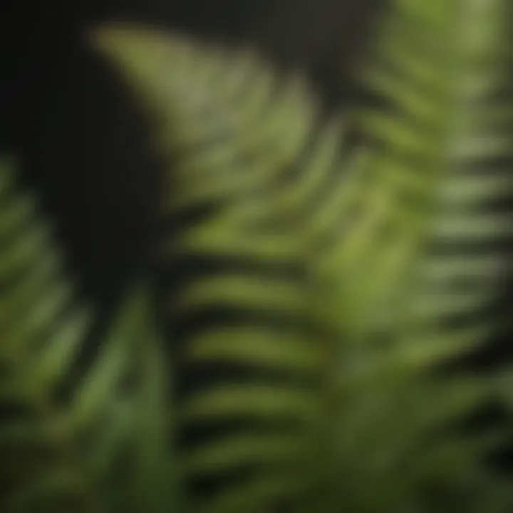 Close-up of fern anatomy showcasing fronds and spores