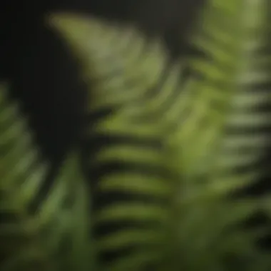 Fern Anatomy Close-up of fern anatomy showcasing fronds and spores
