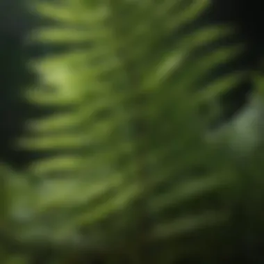 Illustration of fern reproductive methods highlighting spores