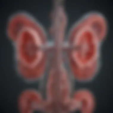 Renal Anatomy and Filtration Units Illustration of renal anatomy highlighting filtration units