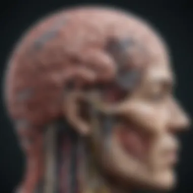 Neurological Foundations of Communication Illustration showing the brain's areas involved in language processing.