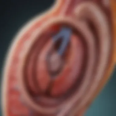 Kidney Anatomy and Function Diagram illustrating kidney anatomy and function