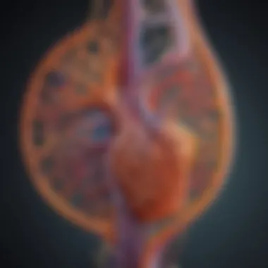 The Nephron: The Functional Unit of the Kidney Illustration depicting the intricate structure of a nephron