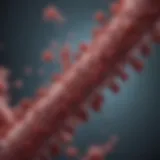 Structure of myeloma protein highlighting unique biochemical features