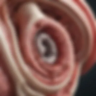 Detailed Anatomy of the Aortic Valve Illustration of aortic valve anatomy